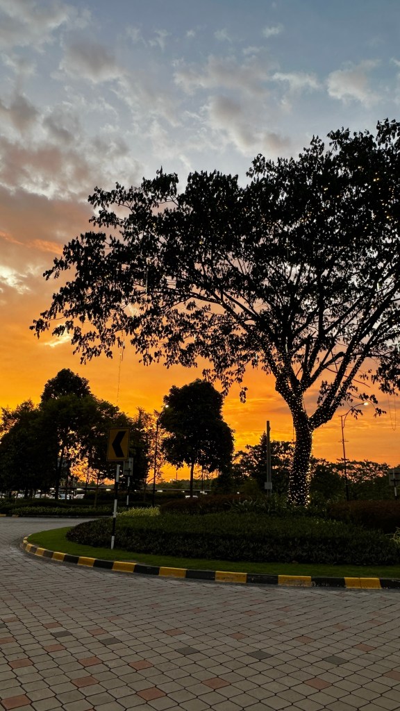 Trees and Sunset #wordlesswednesday